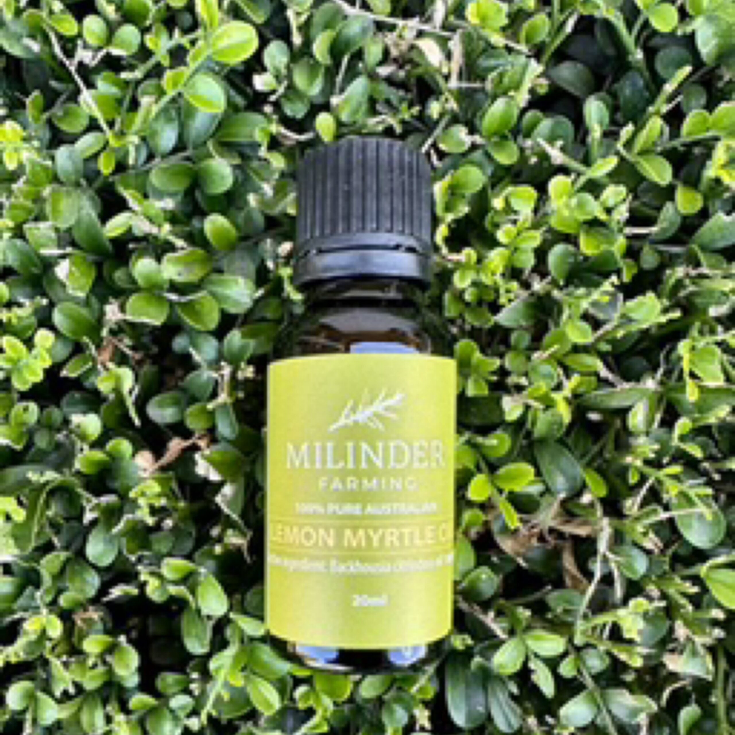 Milinder 100% Pure Australian Lemon Myrtle Oil 20ml