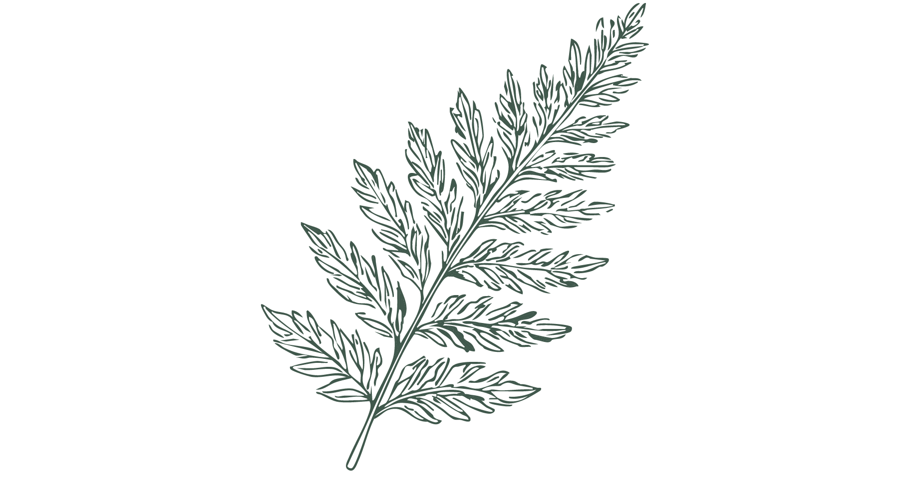 fern-illustration